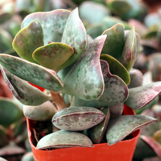 Adromischus triflorus 'Calico Hearts' [large] - February