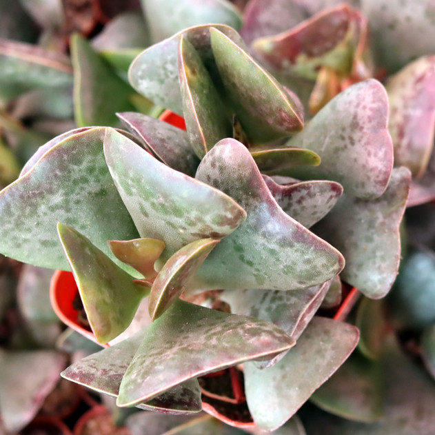 Adromischus triflorus 'Calico Hearts' [large] - February