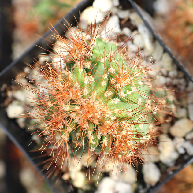 Cereus repandus f. monstrosus - Peruvian Apple Cactus