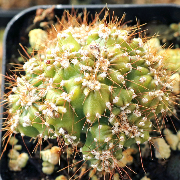 Cereus repandus f. monstrosus - Peruvian Apple Cactus - January