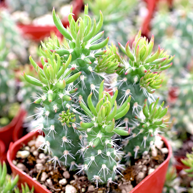 Austrocylindropuntia cylindrica