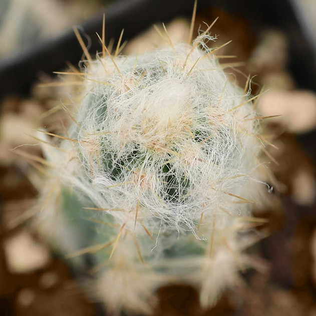 Pilosocereus pachycladus - Blue Torch Cactus - Top