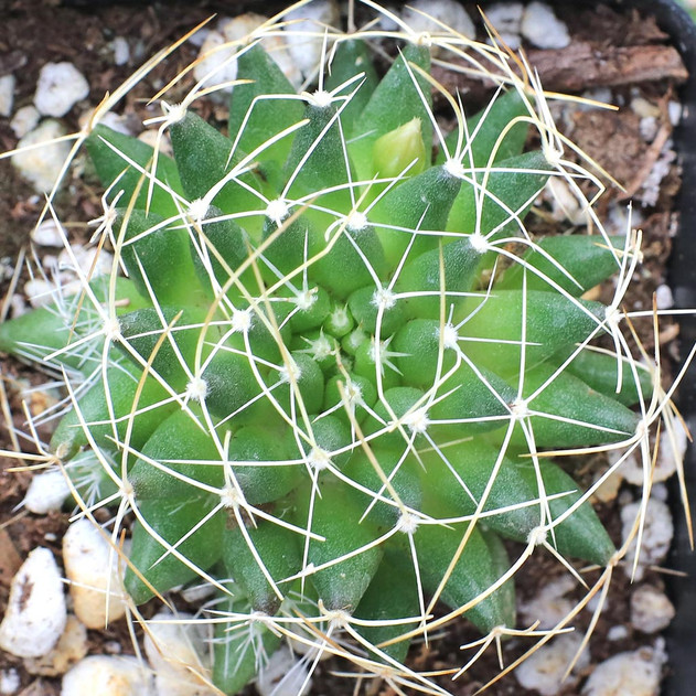 Mammillaria decipiens ssp. camptotricha - Bird's Nest Cactus