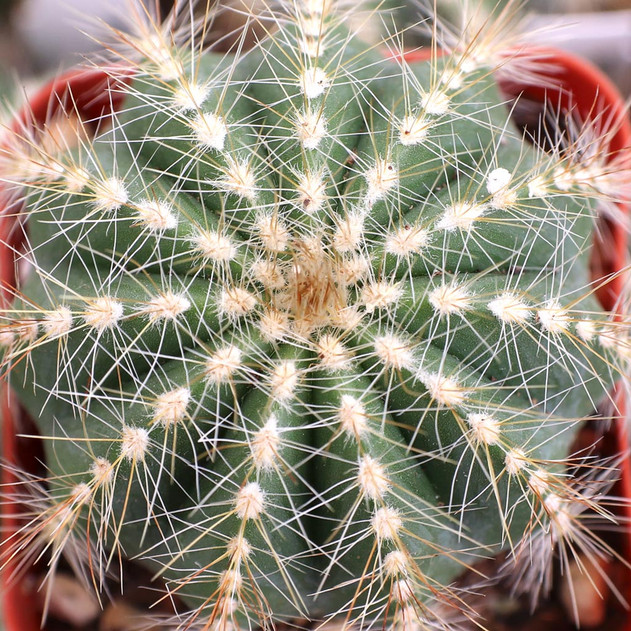 Parodia magnifica - Balloon Cactus