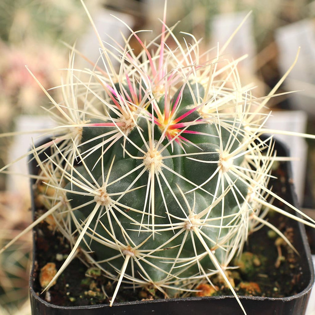 Thelocactus bicolor