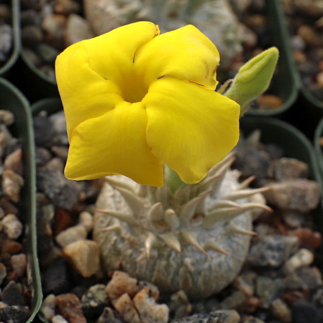 Pachypodium brevicaule