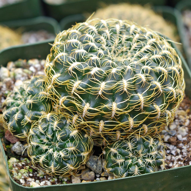 Rebutia arenacea var. candiae