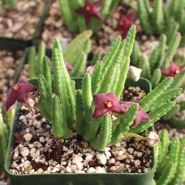 Stapelia paniculata ssp. scitula
