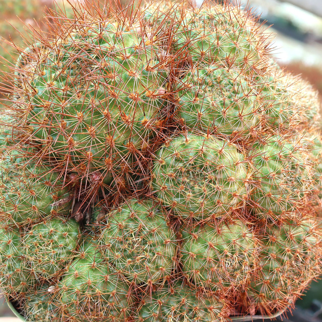 Rebutia fiebrigii var. donaldiana - Donald's Red Crown Cactus [large]