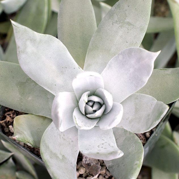 Dudleya pulverulenta