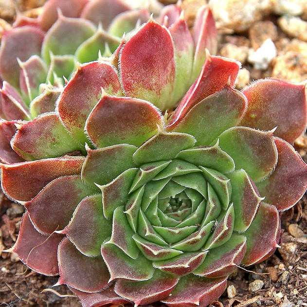 Sempervivum heuffelii 'Chinook' (Outdoors) - August