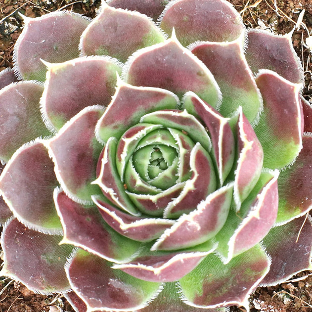 Sempervivum heuffelii 'Gild'