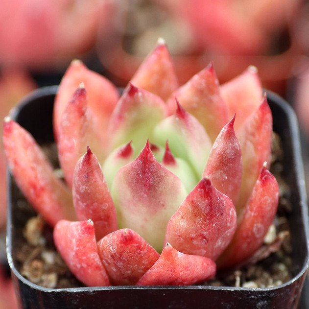 Echeveria agavoides 'Frank Reinelt'