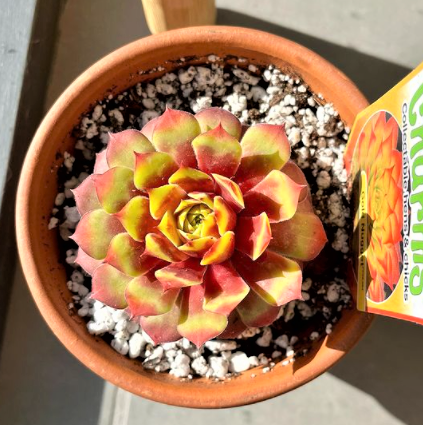 Chick Charms® Gold Nugget™ (Photo by Instagram user my.art.cats.plants)