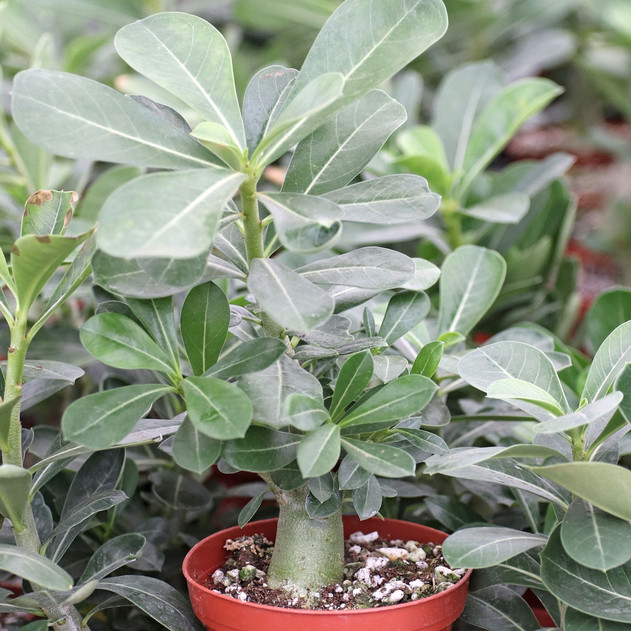 Adenium obesum - Red Desert Rose