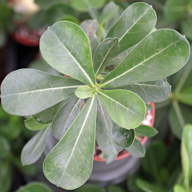 Adenium obesum - Red Desert Rose