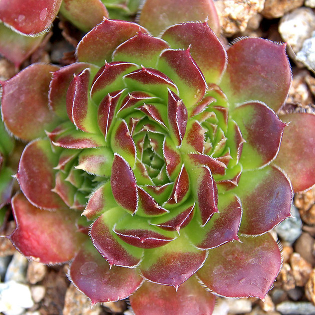 Sempervivum heuffelii 'Geronimo' (Outdoors) - August