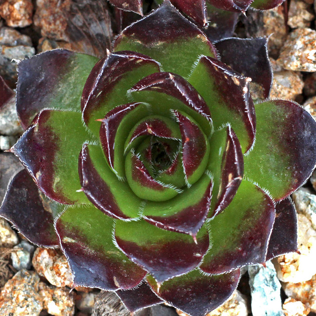Sempervivum heuffelii 'Geronimo' (Outdoors) - May