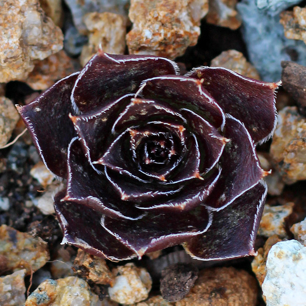 Sempervivum heuffelii 'Geronimo' (Outdoors) - February