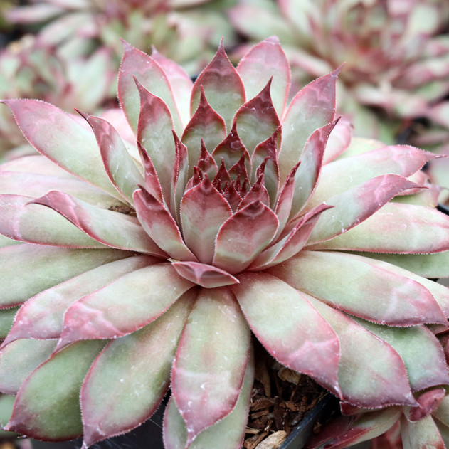 Chick Charms® Autumn Apple™ [large] - June