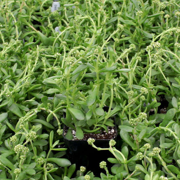 Crassula natans var. minus