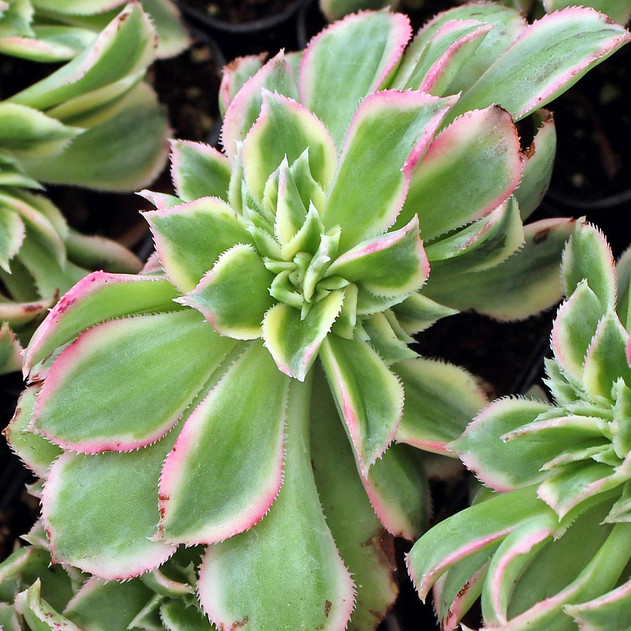 Aeonium 'Sunburst' f. cristata - July
