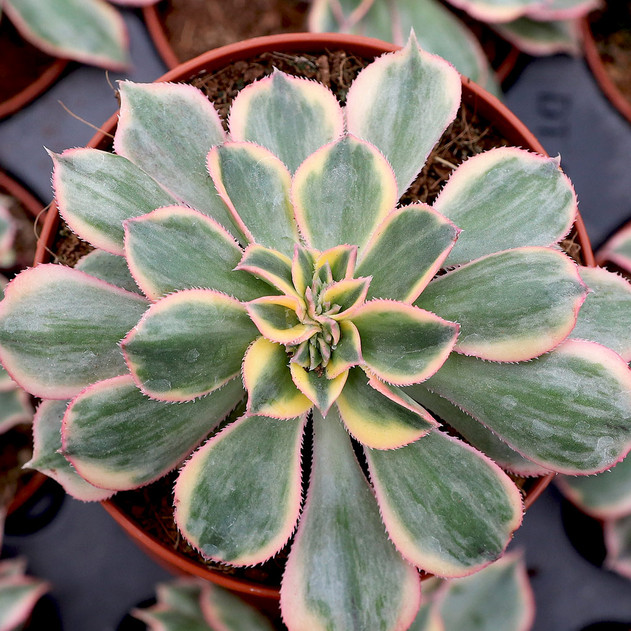 Aeonium 'Sunburst' f. cristata - February