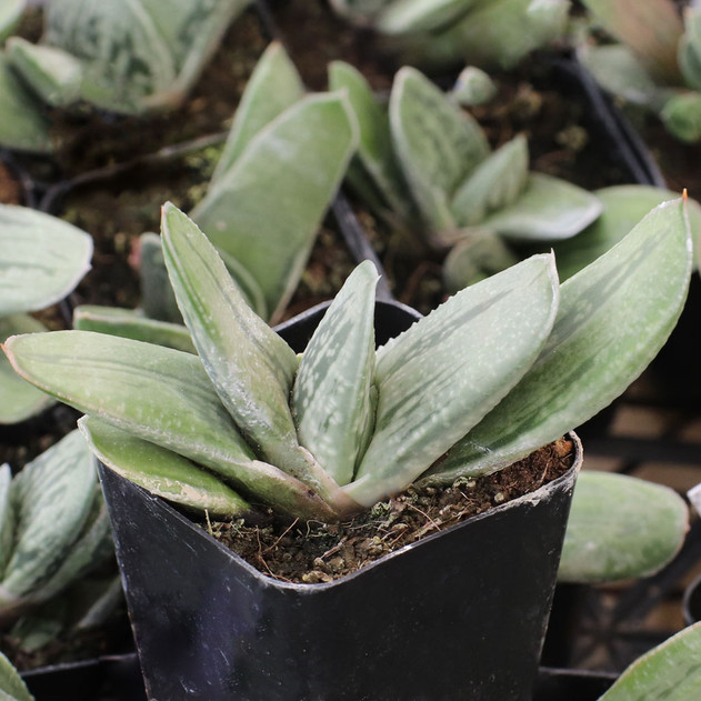 Gasteria 'Frosty'