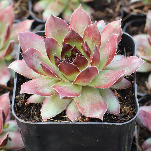Sempervivum 'Monasses' (Young) - February