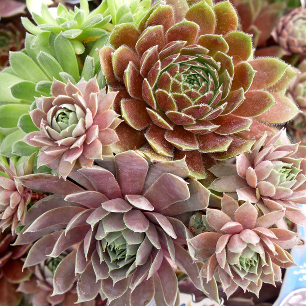 Chick Charms® Trio - Berries and Cream™ - Summer