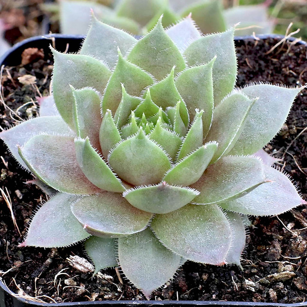 Sempervivum 'Dame Arsac' (Young) - February