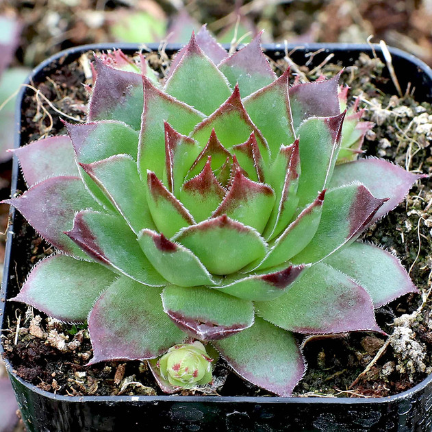 Sempervivum 'Harlequin Rouge' - February
