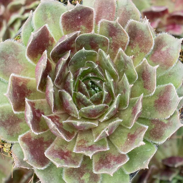 Sempervivum 'Oracle' - February