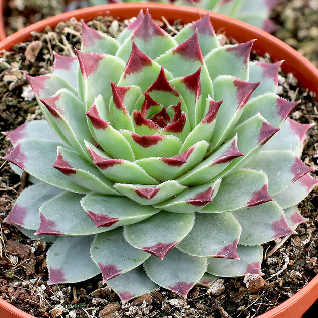 Sempervivum calcareum - February