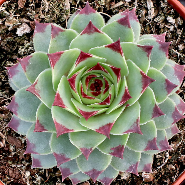Sempervivum calcareum - February