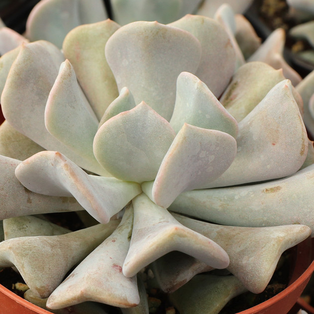 Echeveria 'Cubic Frost'