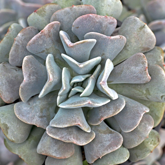 Echeveria 'Cubic Frost' - January
