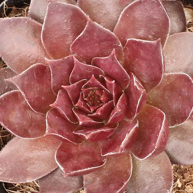 Sempervivum 'Pacific Devil's Food' (Outdoors) - March
