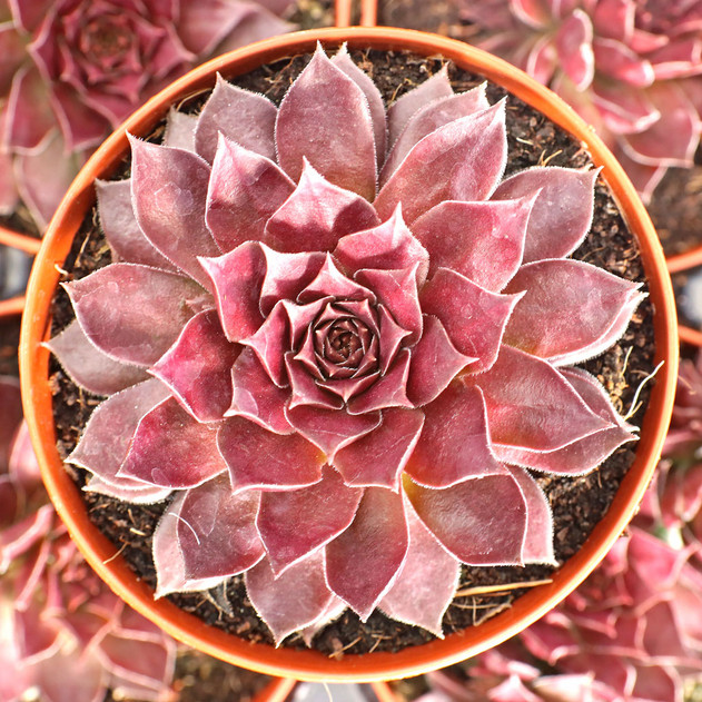 Chick Charms® Chocolate Kiss™ [large] - March