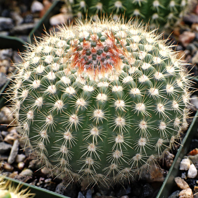 Parodia werdermanniana