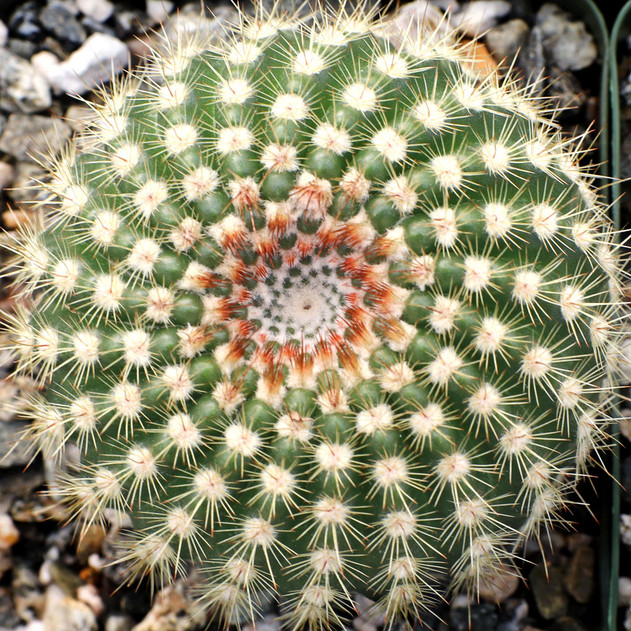 Parodia werdermanniana