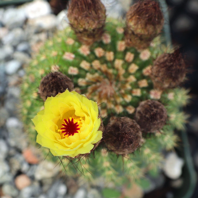Parodia werdermanniana - Bloom