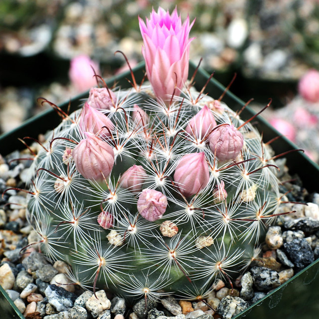 Mammillaria longiflora ssp. stampferi