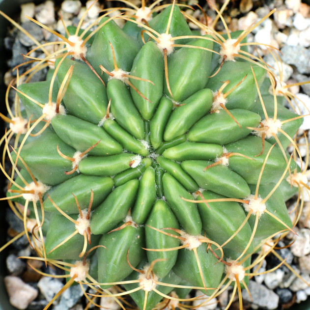 Echinopsis pentlandii var. aculeata