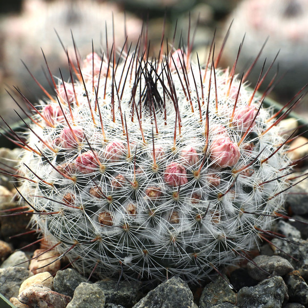 Mammillaria chionocephala