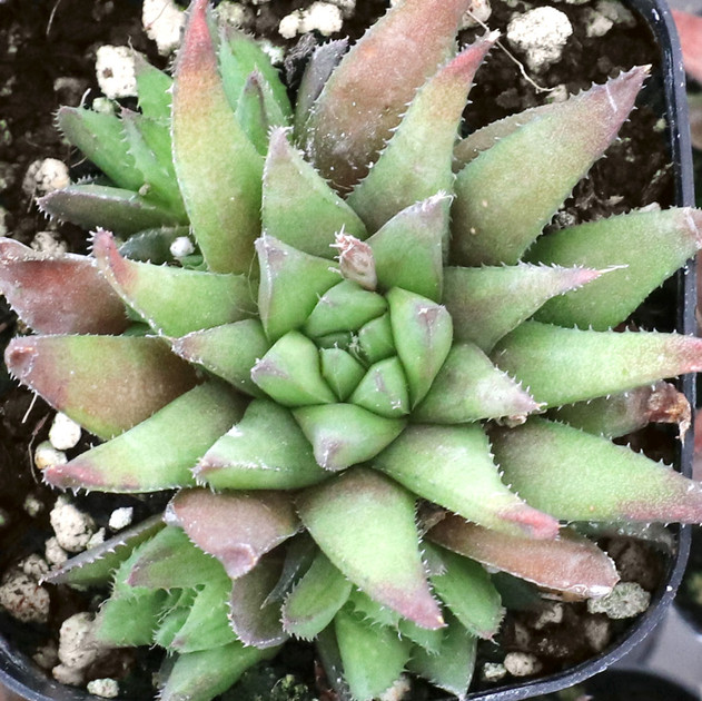 Haworthia chloracantha var. chloracantha