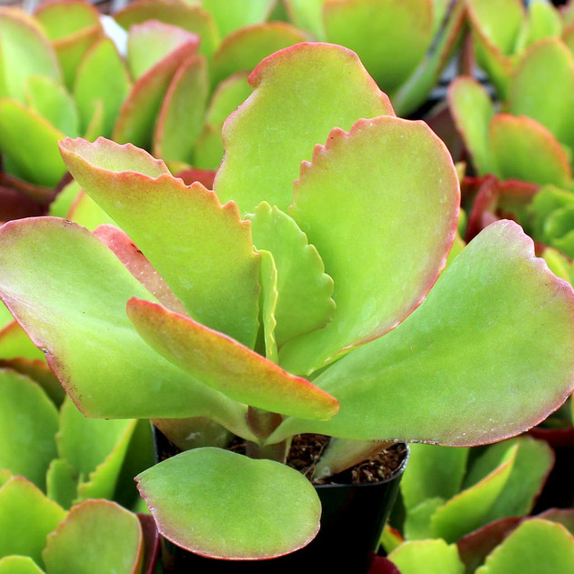 Kalanchoe 'Vivien'