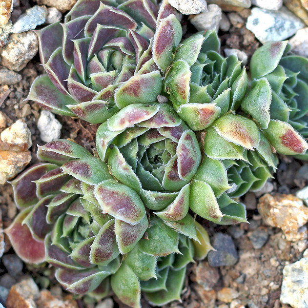 Sempervivum heuffelii 'Dunbar Road' (Outdoors) - November