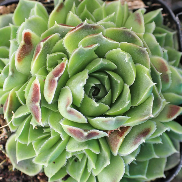 Sempervivum heuffelii 'Dunbar Road'