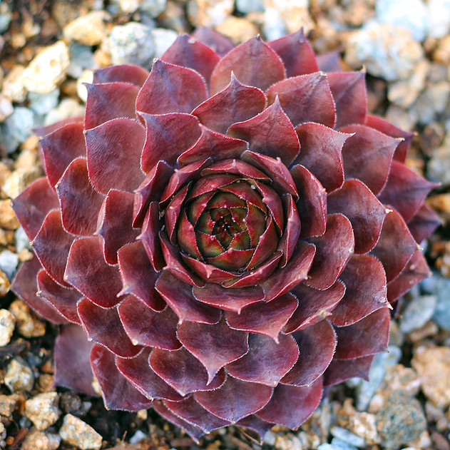 Sempervivum 'Gizmo' (Outdoors) - January